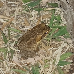 Rhinella marina at Purnululu, WA by Mike