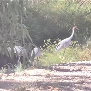 Grus rubicunda (Brolga) at Ord River, WA by Mike