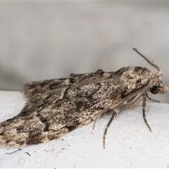 Nola tetralopha at Melba, ACT - 16 Sep 2024 09:59 PM