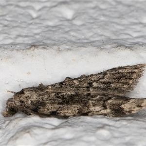 Nola tetralopha at Melba, ACT - 16 Sep 2024 09:59 PM