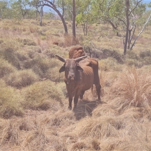 Bos indicus (Wild Cattle (Asian), Zebu) at Ord River, WA by Mike