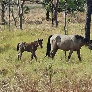 Equus caballus at Lake Argyle, WA - 16 Sep 2024