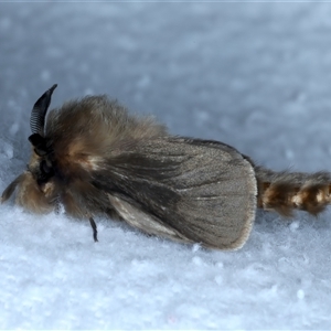 Lomera lurida at Bulli, NSW - 14 Sep 2024 08:58 PM