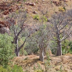 Unidentified Other Tree at Lake Argyle, WA - 16 Sep 2024 by Mike