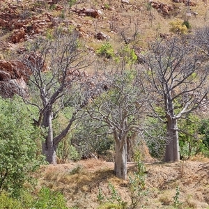 Unidentified Other Tree at Lake Argyle, WA by Mike