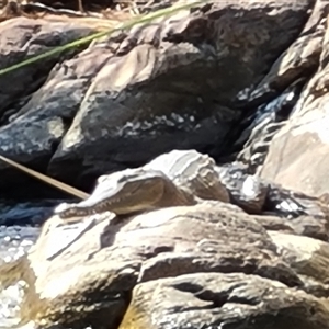 Crocodylus johnstoni at Lake Argyle, WA - 16 Sep 2024