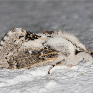 Porela delineata at Melba, ACT - 16 Sep 2024 09:59 PM