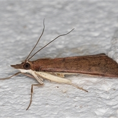 Uresiphita ornithopteralis (Tree Lucerne Moth) at Melba, ACT - 16 Sep 2024 by kasiaaus