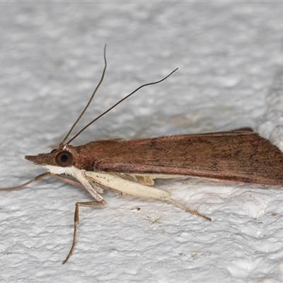 Uresiphita ornithopteralis (Tree Lucerne Moth) at Melba, ACT - 16 Sep 2024 by kasiaaus