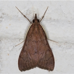 Uresiphita ornithopteralis at Melba, ACT - 16 Sep 2024 10:02 PM