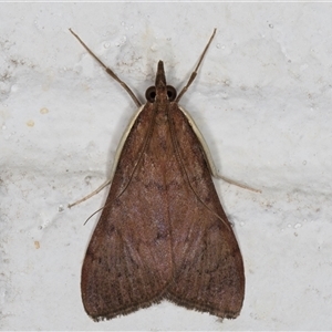 Uresiphita ornithopteralis at Melba, ACT - 16 Sep 2024