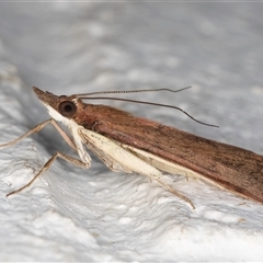 Uresiphita ornithopteralis at Melba, ACT - 16 Sep 2024