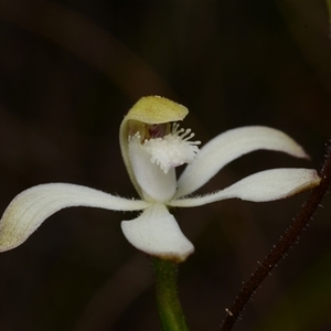 Caladenia ustulata at Acton, ACT - suppressed