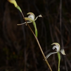 Caladenia ustulata at Acton, ACT - 16 Sep 2024