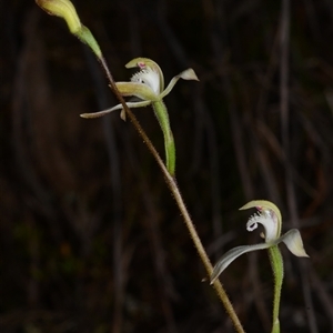 Caladenia ustulata at Acton, ACT - suppressed