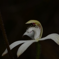 Caladenia ustulata at Acton, ACT - 16 Sep 2024