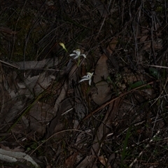 Caladenia ustulata at Acton, ACT - suppressed