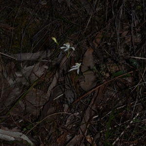 Caladenia ustulata at Acton, ACT - 16 Sep 2024