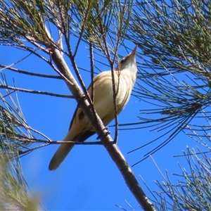 Acrocephalus australis at Isabella Plains, ACT - 16 Sep 2024