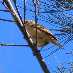 Acrocephalus australis at Isabella Plains, ACT - 16 Sep 2024