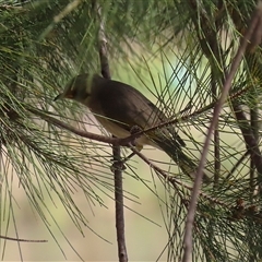 Ptilotula fusca (Fuscous Honeyeater) at Isabella Plains, ACT - 16 Sep 2024 by RodDeb