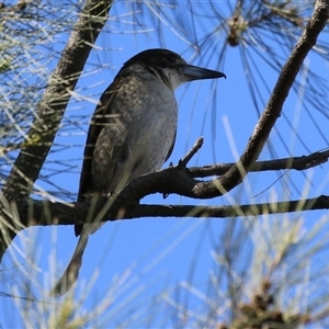 Cracticus torquatus at Isabella Plains, ACT - 16 Sep 2024 02:03 PM