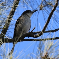 Cracticus torquatus at Isabella Plains, ACT - 16 Sep 2024