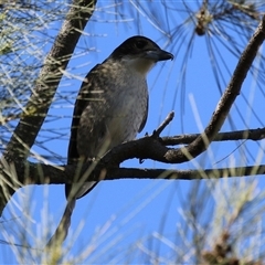 Cracticus torquatus at Isabella Plains, ACT - 16 Sep 2024 02:03 PM