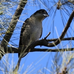 Cracticus torquatus at Isabella Plains, ACT - 16 Sep 2024 02:03 PM