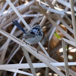 Malurus cyaneus at Isabella Plains, ACT - 16 Sep 2024