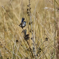 Malurus cyaneus at Isabella Plains, ACT - 16 Sep 2024