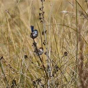 Malurus cyaneus at Isabella Plains, ACT - 16 Sep 2024