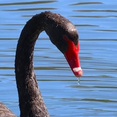 Cygnus atratus (Black Swan) at Isabella Plains, ACT - 16 Sep 2024 by RodDeb