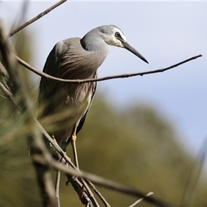 Egretta novaehollandiae at Isabella Plains, ACT - 16 Sep 2024