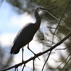 Egretta novaehollandiae at Isabella Plains, ACT - 16 Sep 2024