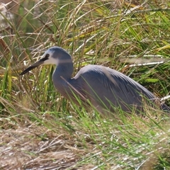 Egretta novaehollandiae at Isabella Plains, ACT - 16 Sep 2024