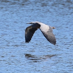 Egretta novaehollandiae at Isabella Plains, ACT - 16 Sep 2024