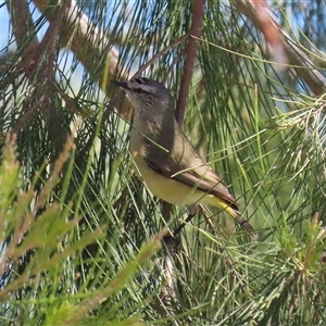 Acanthiza chrysorrhoa at Isabella Plains, ACT - 16 Sep 2024