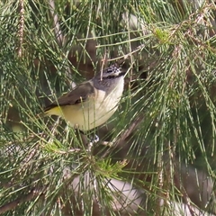 Acanthiza chrysorrhoa at Isabella Plains, ACT - 16 Sep 2024