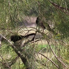 Rhipidura leucophrys (Willie Wagtail) at Isabella Plains, ACT - 16 Sep 2024 by RodDeb