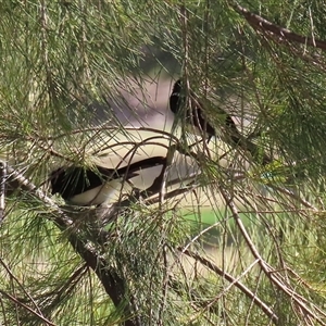 Rhipidura leucophrys at Isabella Plains, ACT - 16 Sep 2024