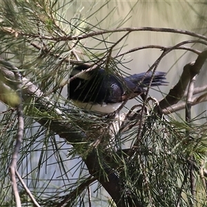 Rhipidura leucophrys at Isabella Plains, ACT - 16 Sep 2024