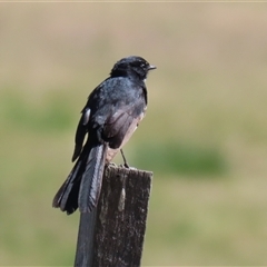 Rhipidura leucophrys at Isabella Plains, ACT - 16 Sep 2024