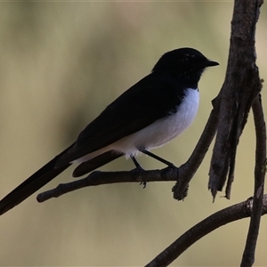 Rhipidura leucophrys at Isabella Plains, ACT - 16 Sep 2024