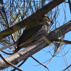 Caligavis chrysops (Yellow-faced Honeyeater) at Isabella Plains, ACT - 16 Sep 2024 by RodDeb