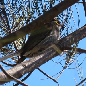 Caligavis chrysops at Isabella Plains, ACT - 16 Sep 2024