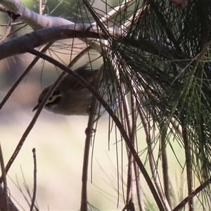 Caligavis chrysops at Isabella Plains, ACT - 16 Sep 2024