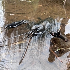 Astacopsis gouldi (Tasmanian Giant Freshwater Crayfish) at Claude Road, TAS - 28 Oct 2023 by MichaelBedingfield