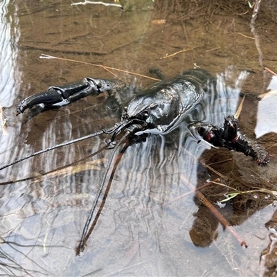 Astacopsis gouldi (Tasmanian Giant Freshwater Crayfish) at Claude Road, TAS - 28 Oct 2023 by MichaelBedingfield