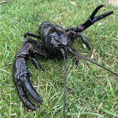 Astacopsis gouldi at suppressed - suppressed